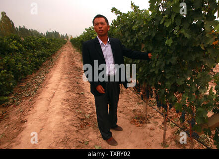 Der Weinberg Manager der XiXia Weingüter, einer der Top Winzer, welche Rebsorten (Merlot) in einem Weinberg der französischen und österreichischen Trauben in Yinchuan, der Hauptstadt von Chinas nordwestlichen Ningxia Hui Autonome Provinz am 16. September 2013 angebaut wird. Mit der Chinesischen Weinmarkt boomt, Yinchuan wird vorausgesagt, des Landes Wein Kapitals zu werden als beträchtliche ausländische und inländische Investitionen in die Region fließt. China's Wein Markt ist weltweit führend im Wachstum. UPI/Stephen Rasierer Stockfoto