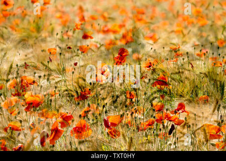 Gemeinsame roter Mohn, Maisfeld, in der Nähe der Oberweser, Weserbergland, Nordrhein-Westfalen, Hessen, Deutschland Stockfoto