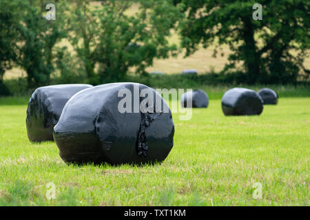 Runde Heuballen in schwarzem Kunststoff in einem Feld in Hampshire gewickelt Stockfoto