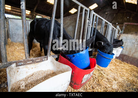 Neugeborene Kälber in einer Scheune auf einer Molkerei in ländlichen Leicestershire, England Großbritannien Stockfoto