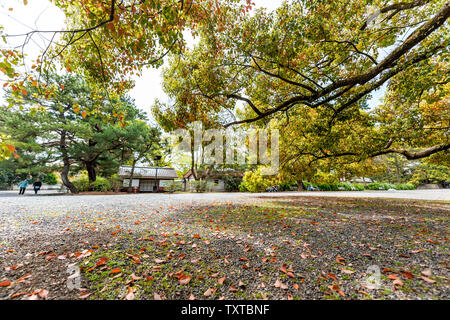 Kyoto, Japan breite Betrachtungswinkel unter Baum in gyoen Garden in der Nähe von Imperial Palace mit der gefallenen Laub Laub auf Schotterstraße Stockfoto