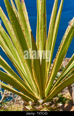 Nahaufnahme von hinterleuchteten Yucca Pflanze Blätter, Funchal, Madeira, Portugal Stockfoto