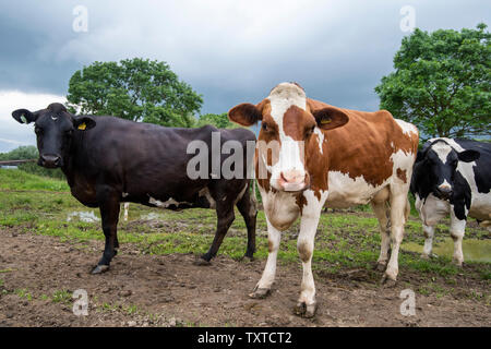 Die Kühe warten auf einer Molkerei in ländlichen Leicestershire, England, UK, gemolken zu werden. Stockfoto