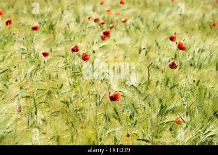 Gemeinsame roter Mohn, Maisfeld, in der Nähe der Oberweser, Weserbergland, Nordrhein-Westfalen, Hessen, Deutschland Stockfoto