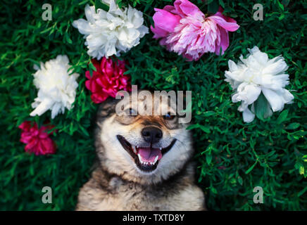 Cute Porträt eines braunen Hund liegt auf einer grünen Wiese, umgeben von üppigen Gras und Blumen rosa duftende Pfingstrosen und weißen Rosen umgeben Stockfoto