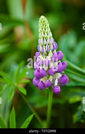 Campanula glomerata 'Gallery Blue Shades' Stockfoto