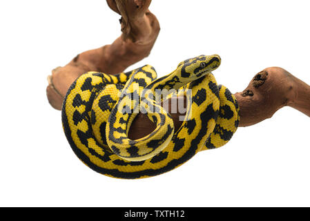 Der Teppich tree Python auf weißem Hintergrund Stockfoto