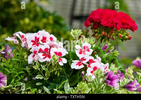 Geranien Zonale "Tango White Splash" Stockfoto