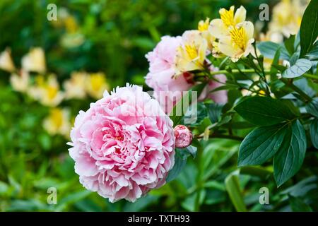 Atemberaubende Pfingstrosen und Alstroemeria peruanischen Lily' gelb Freundschaft' Stockfoto