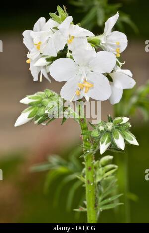 Jakobsleiter ‘Polemonium caeruleum’ Stockfoto