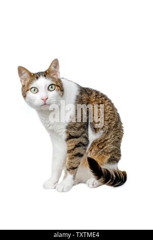 Cute tabby Katze sitzt und Suchen neugierig auf die Kamera - auf weißen isoliert. Stockfoto