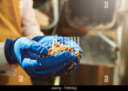 Nahaufnahme der männlichen Händen in blau Gummi Handschuhe Holding gefräst Malz Körner. Brauerei Spezialist überwachung Brauerei Prozess mit der Fragmentierung von Malz. Stockfoto