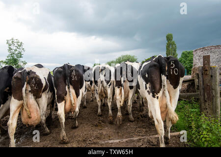 Kühe zu melken Halle auf einem Milchviehbetrieb in ländlichen Leicestershire, England, UK, gemolken zu werden. Stockfoto