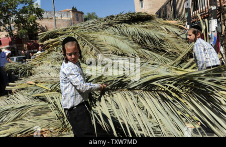 Ultra-orthodoxen israelischen Jungen tragen Palmen für die Woche lange jüdische Feiertag von Sukkot, in Jerusalem, 30. September 2009. Religiöse Juden bauen eine temporäre Wohnung für Sukkot, das Laubhüttenfest, die Israeliten Exodus aus Ägypten und ihre Wanderung in der Wüste für 40 Jahre zu erinnern. UPI/Debbie Hill Stockfoto