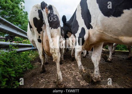 Kühe zu melken Halle auf einem Milchviehbetrieb in ländlichen Leicestershire, England, UK, gemolken zu werden. Stockfoto