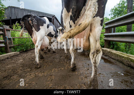 Kühe zu melken Halle auf einem Milchviehbetrieb in ländlichen Leicestershire, England, UK, gemolken zu werden. Stockfoto