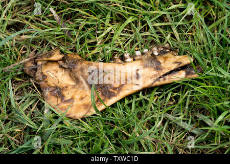 Knochen von einem Wildschwein, Oberweser, Weserbergland, Nordrhein-Westfalen, Hessen, Deutschland Stockfoto