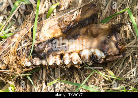 Knochen von einem Wildschwein, Oberweser, Weserbergland, Nordrhein-Westfalen, Hessen, Deutschland Stockfoto