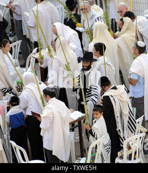 Ultra-orthodoxe Juden halten Sie die "vier Arten" während spezielle Gebete an der westlichen Mauer, dem heiligsten Ort des Judentums, wie Sie die birkat Cohanim oder priesterlichen Segen in der Altstadt von Jerusalem, 3. Oktober 2012 zu rezitieren. Die cohanim werden geglaubt, direkte Nachkommen der Priester in Jerusalem alte Tempel zu sein. Zehntausende überschwemmt der westlichen Wand für die Sukkot spezielle Gebete. UPI/Debbie Hill Stockfoto