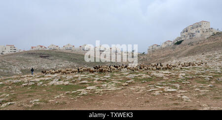 Häuser, die in der israelischen Siedlung Ma'ale Adumim blicken auf ein beduine Hirten mit seinen Schafen in der West Bank, östlich von Jerusalem, 5. Dezember 2012. Der israelische Premierminister Benjamin Netanjahu sagt, daß er 3.400 Häuser werden in der West Bank aufbauen, einschließlich der E-1 Korridors zwischen Jerusalem und Ma'ale Adumim. Die Bewegung hat noch nie dagewesene diplomatische Spannungen zwischen Israel und den Europäischen Staaten ausgelöst. Israel sagt, daß die Bewegung sich in Reaktion auf die Entscheidung der Vereinigten Nationen Status der Palästinenser auf eine Nicht-Mitgliedstaat. UPI/Debbie Hill Stockfoto