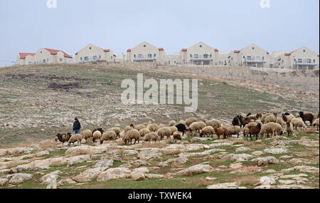 Häuser, die in der israelischen Siedlung Ma'ale Adumim blicken auf ein beduine Hirten mit seinen Schafen in der West Bank, östlich von Jerusalem, 5. Dezember 2012. Der israelische Premierminister Benjamin Netanjahu sagt, daß er 3.400 Häuser werden in der West Bank aufbauen, einschließlich der E-1 Korridors zwischen Jerusalem und Ma'ale Adumim. Die Bewegung hat noch nie dagewesene diplomatische Spannungen zwischen Israel und den Europäischen Staaten ausgelöst. Israel sagt, daß die Bewegung sich in Reaktion auf die Entscheidung der Vereinigten Nationen Status der Palästinenser auf eine Nicht-Mitgliedstaat. UPI/Debbie Hill Stockfoto