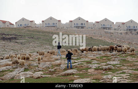 Häuser, die in der israelischen Siedlung Ma'ale Adumim blicken auf ein beduine Hirten mit seinen Schafen in der West Bank, östlich von Jerusalem, 5. Dezember 2012. Der israelische Premierminister Benjamin Netanjahu sagt, daß er 3.400 Häuser werden in der West Bank aufbauen, einschließlich der E-1 Korridors zwischen Jerusalem und Ma'ale Adumim. Die Bewegung hat noch nie dagewesene diplomatische Spannungen zwischen Israel und den Europäischen Staaten ausgelöst. Israel sagt, daß die Bewegung sich in Reaktion auf die Entscheidung der Vereinigten Nationen Status der Palästinenser auf eine Nicht-Mitgliedstaat. UPI/Debbie Hill Stockfoto