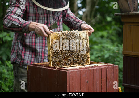 Entfernen von Honig aus einem Bienenstock - frische Honig im Rahmen entfernt von Bienenzucht Stockfoto
