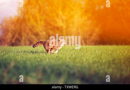 Schöne tabby Katze schnell und geschickt läuft auf einer grünen Wiese anmutige wölbt den Rücken und Schwanz Stockfoto