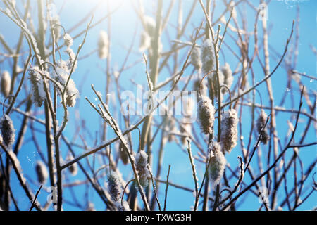 Flauschige willow Ohrringe, Schwänze Lambs wiegen sich im Wind an einem frostigen Tag gegen den blauen Himmel, glitzernder Schnee fliegen. Willowed fliegen. Stockfoto