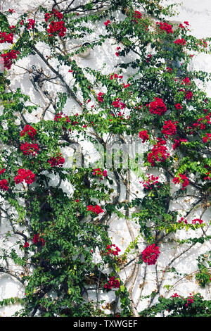 Alte Rebe (Klettern Strauch) locken auf der Wand des Hauses. Lila Hüllblätter und kleine weisse bougainvillia Blume. Bougainvilia (Bougainvillea sp.) Blühende Stockfoto
