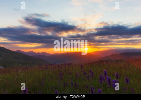 Blühenden Lupinen in die Berge bei Sonnenuntergang Stockfoto