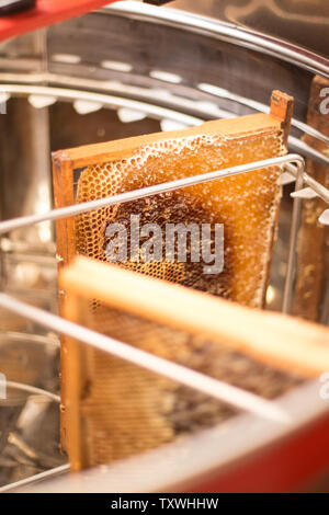 Honig ernten - Sammeln von Honig aus den Waben. Natürlicher Honig tropft. Stockfoto