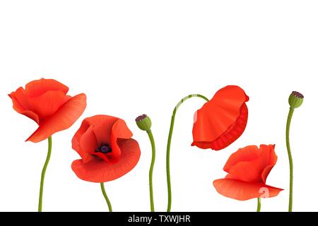 Mohnblumen Stiele und Blüten auf unten. Platz kopieren, Tag der Erinnerung. Blumen, Postkarte Vorlage Stock Vektor