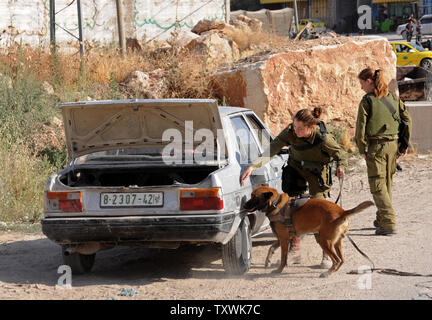 Ein israelischer Soldat von der Hunde- Einheit prüft einen palästinensischen Auto an ein Security Checkpoint bei einer militärischen Operation für drei fehlende israelische Jugendliche in der Nähe von Hebron, West Bank, 17. Juni 2014 zu suchen. Einen massiven israelischen militärischen Suche wird durchgeführt, Eyal Yifrah, 19, Gilad Shaer, 16, und Naftali Frenkel, 16, die von palästinensischen Kämpfern entführt wurden, während das TRAMPEN am Abend des 8. Juni, in der Nähe der Gush Etzion Siedlungen in der West Bank zu finden. UPI/Debbie Hill Stockfoto