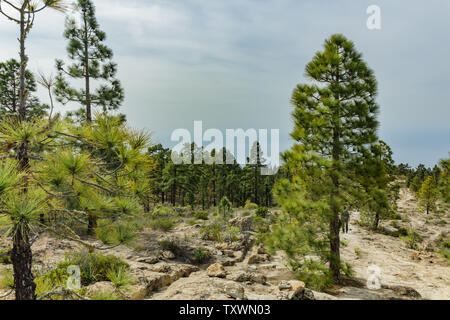 Steinigen weg im Hochland von Pinien am sonnigen Tag umgeben. Strahlend blauer Himmel und einige Wolken am Horizont. Rocky tracking Straße in trockenen Berg Stockfoto