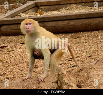 Sahara, eine seltene Rothaarigen weiblichen Hamadryas baboon hält Ihre drei Wochen alten dunklen Fell Baby im Ramat Gan Safari Park in der Nähe von Tel Aviv, Israel, 10. September 2015. Es ist das erste Mal ein heller Pavian gegeben hat Geburt im Safari und die Mitarbeiter der Zoo hofft, dass das Gen für den hellen Fell, die unter Paviane selten ist, weitergegeben wurde in die neue geboren. Foto von Debbie Hill/UPI Stockfoto