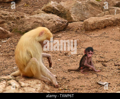 Sahara, eine seltene Rothaarigen weiblichen Hamadryas baboon sitzt in der Nähe von ihren drei Wochen alten dunklen Fell Baby im Ramat Gan Safari Park in der Nähe von Tel Aviv, Israel, 10. September 2015. Es ist das erste Mal seit zehn Jahren, dass eine Der furred Primaten hat Geburt im Zoo gegeben. Foto von Debbie Hill/UPI Stockfoto