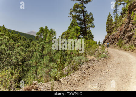 Steinigen weg im Hochland von Pinien am sonnigen Tag umgeben. Strahlend blauer Himmel und einige Wolken über den Wald. Rocky tracking Straße in trockenen Berggebiet Stockfoto