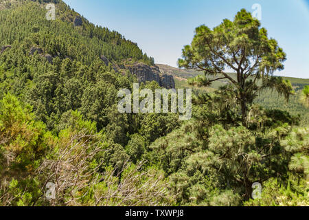 Steinigen weg im Hochland von Pinien am sonnigen Tag umgeben. Strahlend blauer Himmel und einige Wolken über den Wald. Rocky tracking Straße in trockenen Berggebiet Stockfoto