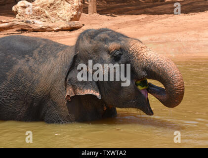 Eine Frau Asiatischer Elefant frisst eine gefrorene Wassermelone in einem Teich in der biblischen Zoo Jerusalem, Israel, 1. August 2016. Der zoowärter Essen im Wasser werfen zu ermutigen, die Elefanten, die in der intensiven Sommer Hitze zu kühlen. Foto von Debbie Hill/UPI Stockfoto