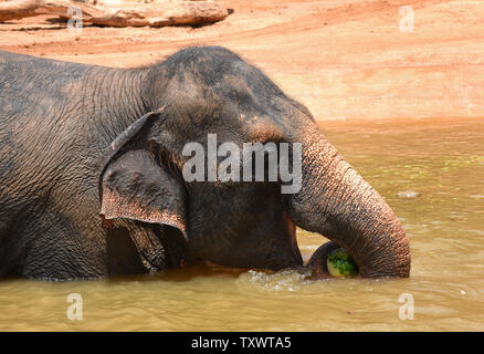 Eine Frau Asiatischer Elefant frisst eine gefrorene Wassermelone in einem Teich in der biblischen Zoo Jerusalem, Israel, 1. August 2016. Der zoowärter Essen im Wasser werfen zu ermutigen, die Elefanten, die in der intensiven Sommer Hitze zu kühlen. Foto von Debbie Hill/UPI Stockfoto