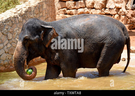 Eine Frau Asiatischer Elefant frisst eine gefrorene Wassermelone in einem Teich in der biblischen Zoo Jerusalem, Israel, 1. August 2016. Der zoowärter Essen im Wasser werfen zu ermutigen, die Elefanten, die in der intensiven Sommer Hitze zu kühlen. Foto von Debbie Hill/UPI Stockfoto