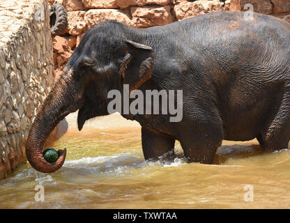 Eine Frau Asiatischer Elefant frisst eine gefrorene Wassermelone in einem Teich in der biblischen Zoo Jerusalem, Israel, 1. August 2016. Der zoowärter Essen im Wasser werfen zu ermutigen, die Elefanten, die in der intensiven Sommer Hitze zu kühlen. Foto von Debbie Hill/UPI Stockfoto