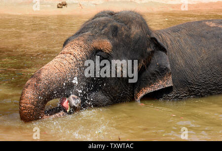 Eine Frau Asiatischer Elefant frisst eine gefrorene Wassermelone in einem Teich in der biblischen Zoo Jerusalem, Israel, 1. August 2016. Der zoowärter Essen im Wasser werfen zu ermutigen, die Elefanten, die in der intensiven Sommer Hitze zu kühlen. Foto von Debbie Hill/UPI Stockfoto