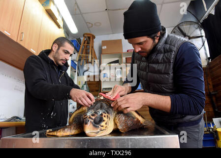 Ein Arbeiter entfernt Barnacles aus eine verletzte Karettschildkröte im Israel Sea Turtle Rescue Center der Israelischen Nationalen und Parks Behörde Mikhmoret, Israel, 20. Januar 2019. Der 10 Jahre alte Center ist im Mittelmeer gelegen und spart Meeresschildkröten an Land an der Küste von Israel gewaschen haben. Vor kurzem mehr als 40 Meeresschildkröten an Land winkte erlitt einen Schock wave Trauma. Der verletzte Meeresschildkröten sind die medizinische Versorgung und einen sicheren Platz zu heilen, bevor sie zurück zum Meer freigegeben wird. Das Zentrum ist auch die Zucht Grüne Meeresschildkröten. Foto von Debbie Hill/UPI Stockfoto