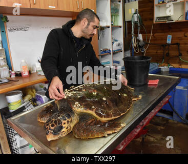 Ein Arbeiter Maßnahmen eine verletzte Karettschildkröte im Israel Sea Turtle Rescue Center der Israelischen Nationalen und Parks Behörde Mikhmoret, Israel, 20. Januar 2019 zu sehen ist. Der 10 Jahre alte Center ist im Mittelmeer gelegen und spart Meeresschildkröten an Land an der Küste von Israel gewaschen haben. Vor kurzem mehr als 40 Meeresschildkröten an Land winkte erlitt einen Schock wave Trauma. Der verletzte Meeresschildkröten sind die medizinische Versorgung und einen sicheren Platz zu heilen, bevor sie zurück zum Meer freigegeben wird. Das Zentrum ist auch die Zucht Grüne Meeresschildkröten. Foto von Debbie Hill/UPI Stockfoto