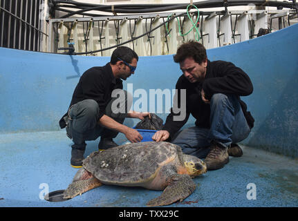 Dr. Yaniv Levy, (R), Direktor des Israel Sea Turtle Rescue Center der Israelischen Nationalen und Parks Authority, bereitet die Satelliten tracking device zu einer wiederhergestellten Karettschildkröte in Mikhmoret, Israel, 20. Januar 2019 an. Der 10 Jahre alte Center ist im Mittelmeer gelegen und spart Meeresschildkröten an Land an der Küste von Israel gewaschen haben. Vor kurzem mehr als 40 Meeresschildkröten an Land winkte erlitt einen Schock wave Trauma. Der verletzte Meeresschildkröten sind die medizinische Versorgung und einen sicheren Platz zu heilen, bevor sie zurück zum Meer freigegeben wird. Das Zentrum ist auch die Zucht grüne Meer t Stockfoto