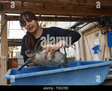 Ein Arbeiter reinigt eine Baby Grüne Meeresschildkröte im Israel Sea Turtle Rescue Center der Israelischen Nationalen und Parks Behörde Mikhmoret, Israel, 20. Januar 2019. Der 10 Jahre alte Center ist im Mittelmeer gelegen und spart Meeresschildkröten an Land an der Küste von Israel gewaschen haben. Vor kurzem mehr als 40 Meeresschildkröten an Land winkte erlitt einen Schock wave Trauma. Der verletzte Meeresschildkröten sind die medizinische Versorgung und einen sicheren Platz zu heilen, bevor sie zurück zum Meer freigegeben wird. Das Zentrum ist auch die Zucht Grüne Meeresschildkröten. Foto von Debbie Hill/UPI Stockfoto