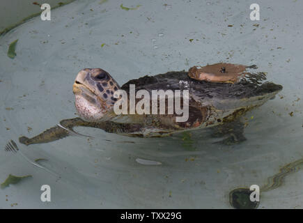 Eine verletzte Karettschildkröte, fehlen zwei Gliedmaßen, wird in einem Tank im Israel Sea Turtle Rescue Center der Israelischen Nationalen und Parks Behörde Mikhmoret, Israel, Januar 20, 2019 gesehen. Der 10 Jahre alte Center ist im Mittelmeer gelegen und spart Meeresschildkröten an Land an der Küste von Israel gewaschen haben. Vor kurzem mehr als 40 Meeresschildkröten an Land winkte erlitt einen Schock wave Trauma. Der verletzte Meeresschildkröten sind die medizinische Versorgung und einen sicheren Platz zu heilen, bevor sie zurück zum Meer freigegeben wird. Das Zentrum ist auch die Zucht Grüne Meeresschildkröten. Foto von Debbie Hill/UPI Stockfoto