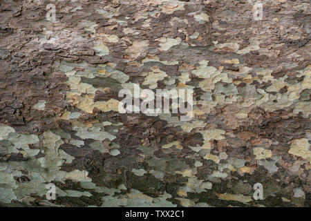 Textur einer Plane Tree Trunk Stockfoto